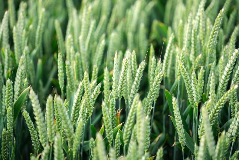 Winter wheat varieties: Finding the balance between septoria, rust and yield Winter wheat varieties: Finding the balance between septoria, rust and yield