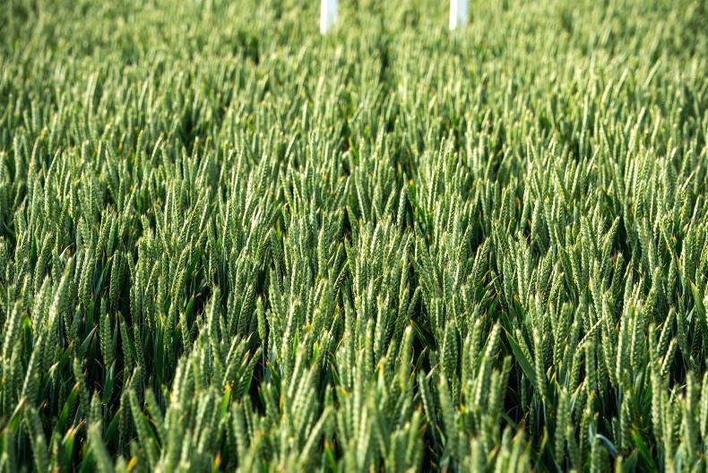 Winter wheat varieties: Finding the balance between septoria, rust and yield Winter wheat varieties: Finding the balance between septoria, rust and yield