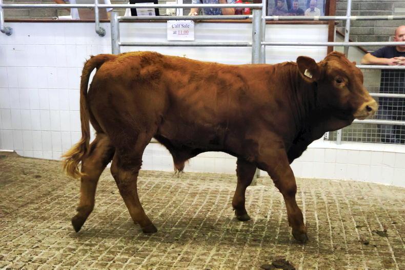 Exporters lead charge for autumn weanlings Exporters lead charge for autumn weanlings