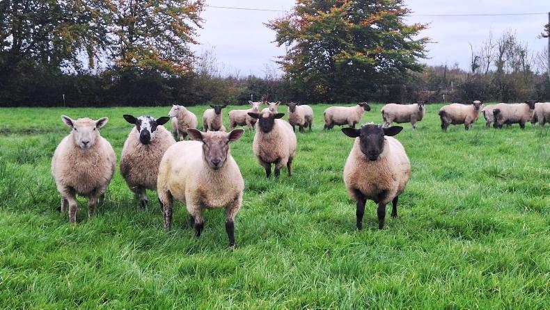 Tight margins in finishing store lambs Tight margins in finishing store lambs