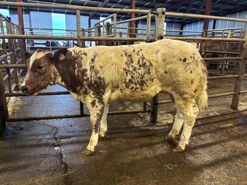 Camera at the Mart: heifer weanlings to a high of €12.40/kg in Gortatlea Camera at the Mart: heifer weanlings to a high of €12.40/kg in Gortatlea