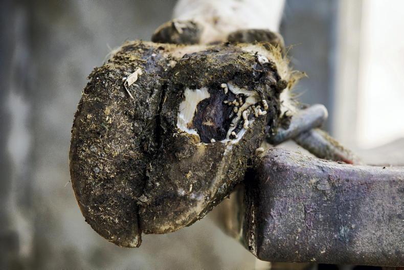 Farmers to get practical advice on preventing cow lameness at two events Farmers to get practical advice on preventing cow lameness at two events