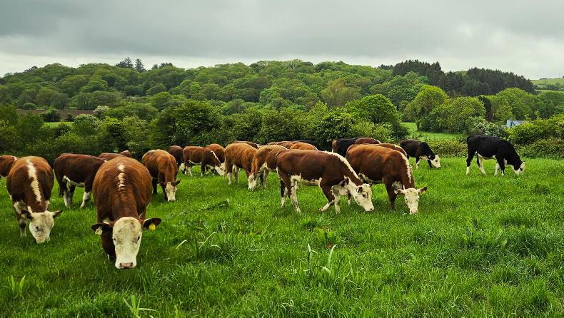 Grass + Beef: rain brings growth but covers still low Grass + Beef: rain brings growth but covers still low