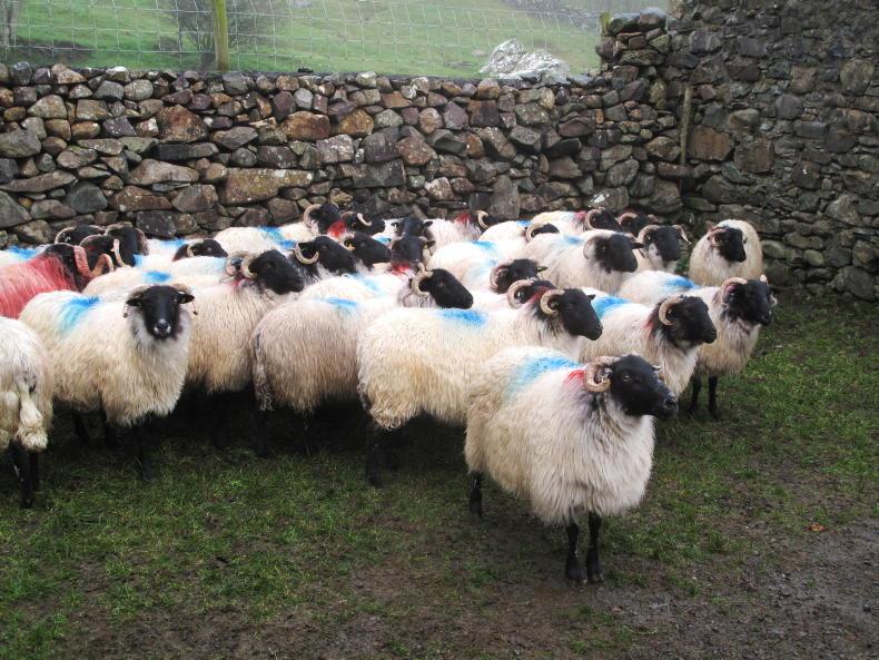 Sheep Management: condition of hill ewes, quarantine protocols Sheep Management: condition of hill ewes, quarantine protocols