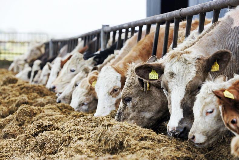 Beef Management: nutrient application, lungworm risk and stretching fodder Beef Management: nutrient application, lungworm risk and stretching fodder