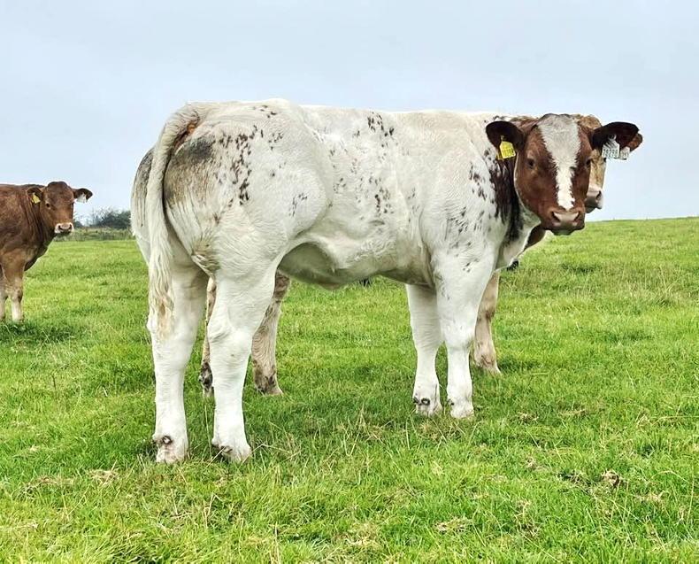 Watch: weanling heifers sell to €4,550 in Elphin Watch: weanling heifers sell to €4,550 in Elphin