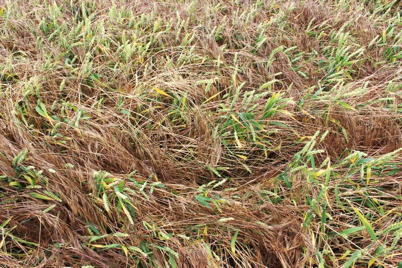 Agronomist survey shows sterile brome most challenging tillage weed to control Agronomist survey shows sterile brome most challenging tillage weed to control