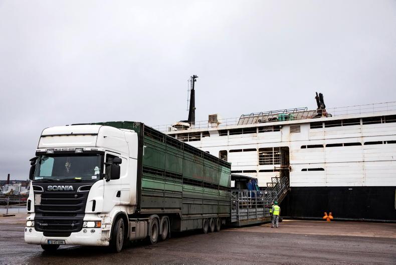 Cattle export sale numbers remain behind 2025 levels Cattle export sale numbers remain behind 2025 levels