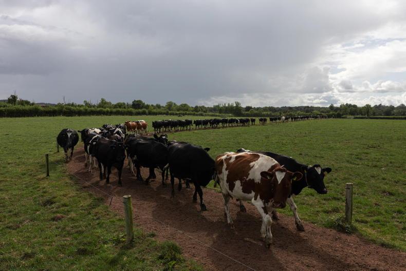 No one seems in charge, but three generations get everything done on dairy farm No one seems in charge, but three generations get everything done on dairy farm