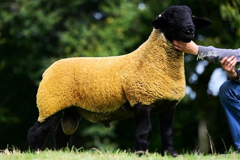 Over 150 on offer in new Terminal Trio Ram Sale Over 150 on offer in new Terminal Trio Ram Sale