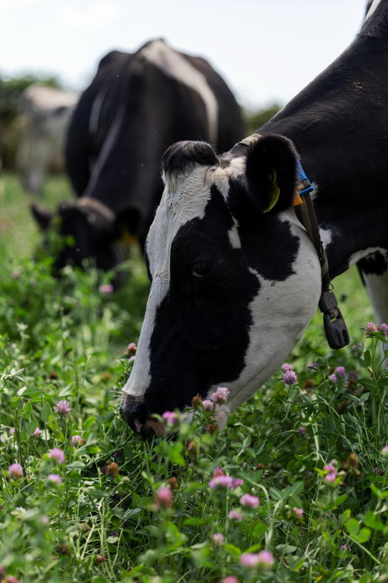 Why more cows are not the next step for this 200-cow Waterford dairy farm Why more cows are not the next step for this 200-cow Waterford dairy farm