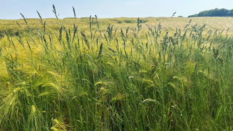 Maximise control of problem grass weeds Maximise control of problem grass weeds