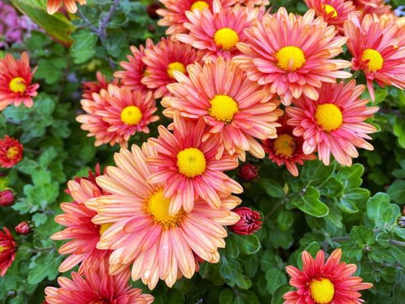 Gardening with Paul: autumn’s bright orange glow Gardening with Paul: autumn’s bright orange glow