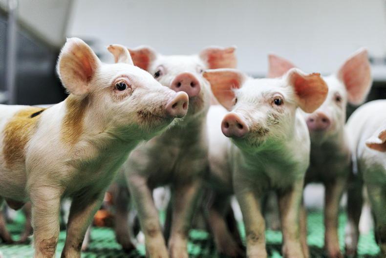 Higher costs and weaker prices hit pig farmers Higher costs and weaker prices hit pig farmers