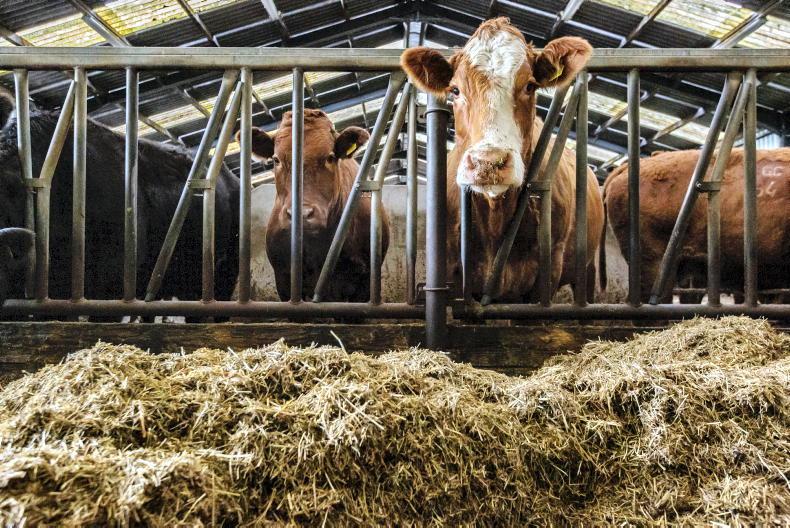 Farmer Writes: the days are getting shorter and the ground is getting softer Farmer Writes: the days are getting shorter and the ground is getting softer