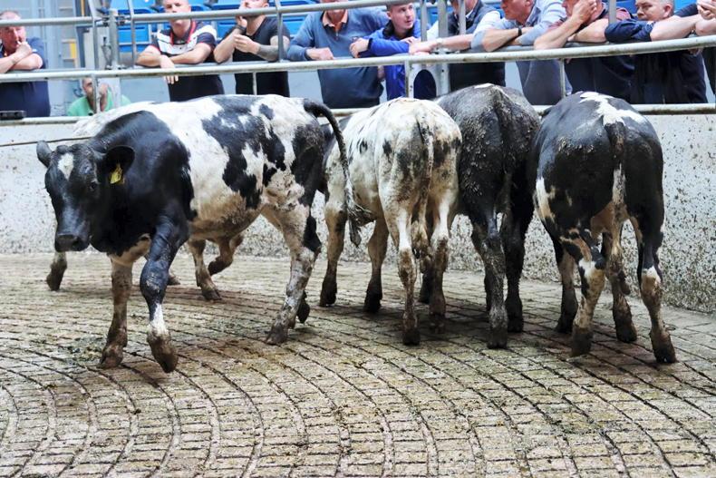 Camera at the Mart: bounce in bucket-fed weanling price at Corrin Camera at the Mart: bounce in bucket-fed weanling price at Corrin
