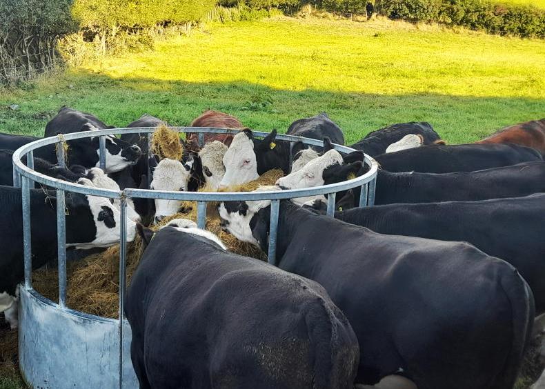 Cattle beat sheep in dry conditions Cattle beat sheep in dry conditions