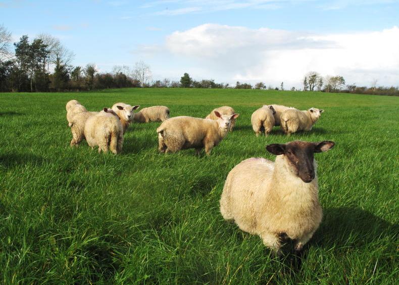 Disease risks to be mindful to this autumn Disease risks to be mindful to this autumn
