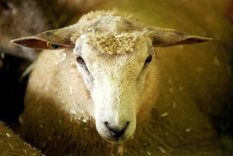 Disease risks to be mindful to this autumn Disease risks to be mindful to this autumn