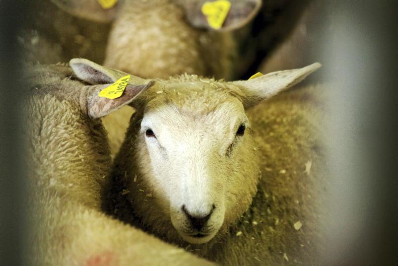 Disease risks to be mindful to this autumn Disease risks to be mindful to this autumn