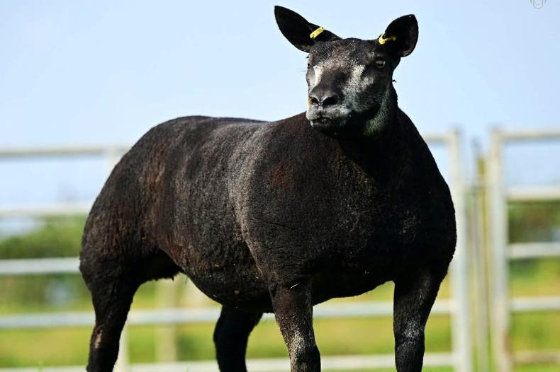 Farmview Klover crowned Irish Blue Texel Sheep Society premier show champion Farmview Klover crowned Irish Blue Texel Sheep Society premier show champion