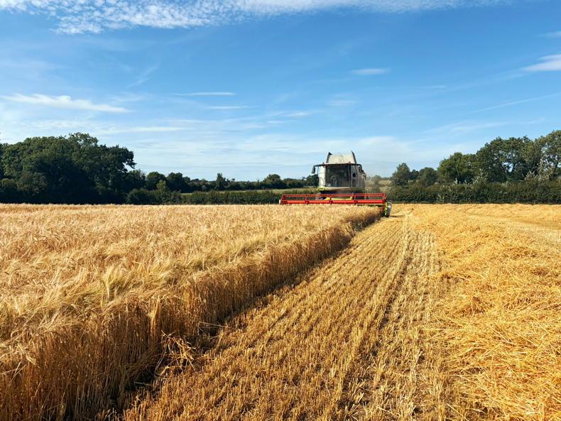 Maize harvest coming into view Maize harvest coming into view