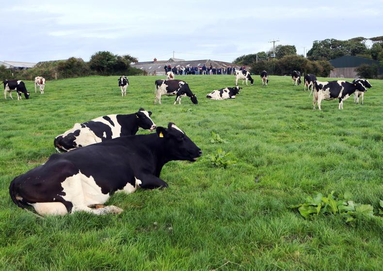 Co Antrim herd heading in the right direction Co Antrim herd heading in the right direction