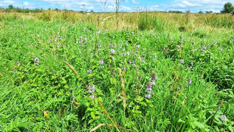 Department issues rare breeds and NPI updates for ACRES farmers Department issues rare breeds and NPI updates for ACRES farmers