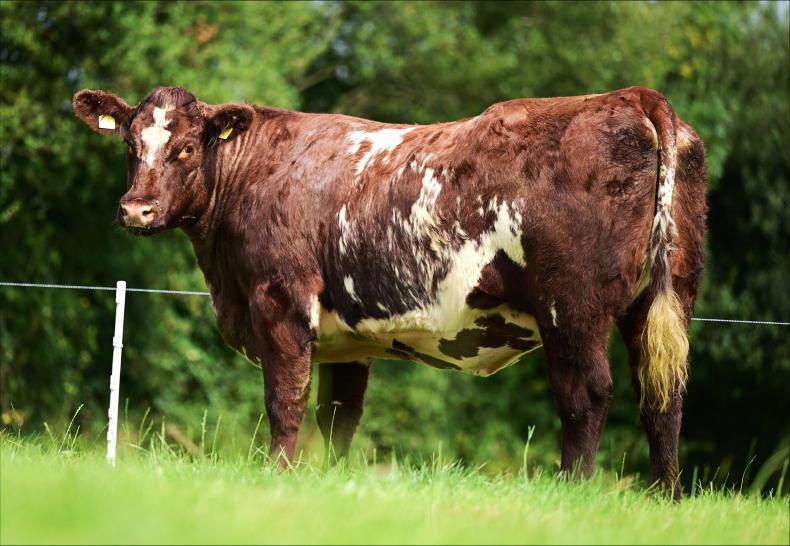 Valuable Shorthorn heifer lives up to name in setting new NI record price Valuable Shorthorn heifer lives up to name in setting new NI record price