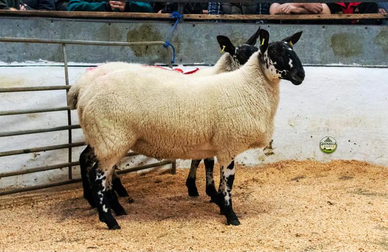 Camera at the Mart: ewe lambs shine bright in Milford Camera at the Mart: ewe lambs shine bright in Milford