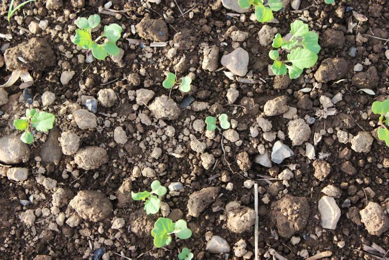 Tillage Management: sowing, seed and stubbles
Tillage Management: sowing, seed and stubbles