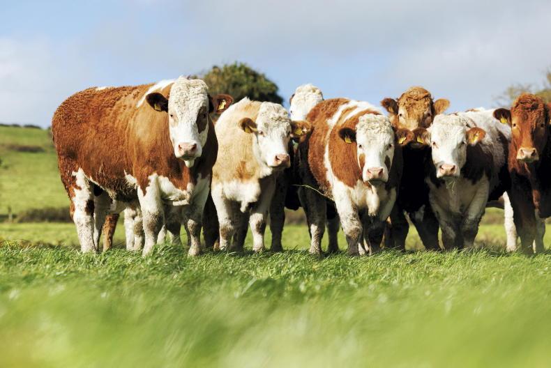Public to vote on nation's favourite cattle breed at Ploughing Public to vote on nation's favourite cattle breed at Ploughing