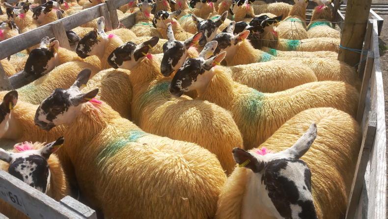 Mule ewe lambs sell to £355 at Aghanloo Mule ewe lambs sell to £355 at Aghanloo