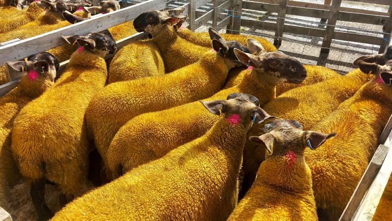 Mule ewe lambs sell to £355 at Aghanloo Mule ewe lambs sell to £355 at Aghanloo