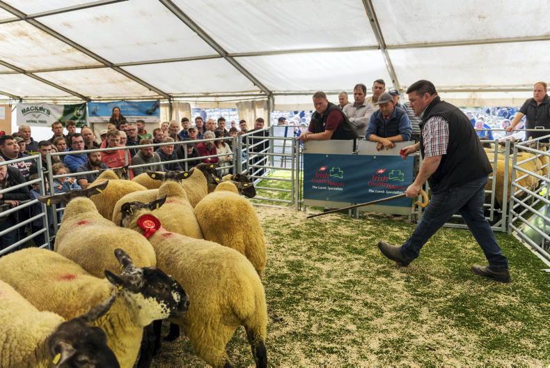 Camera at the Mart: 97% clearance at largest Cooley sheep sale Camera at the Mart: 97% clearance at largest Cooley sheep sale