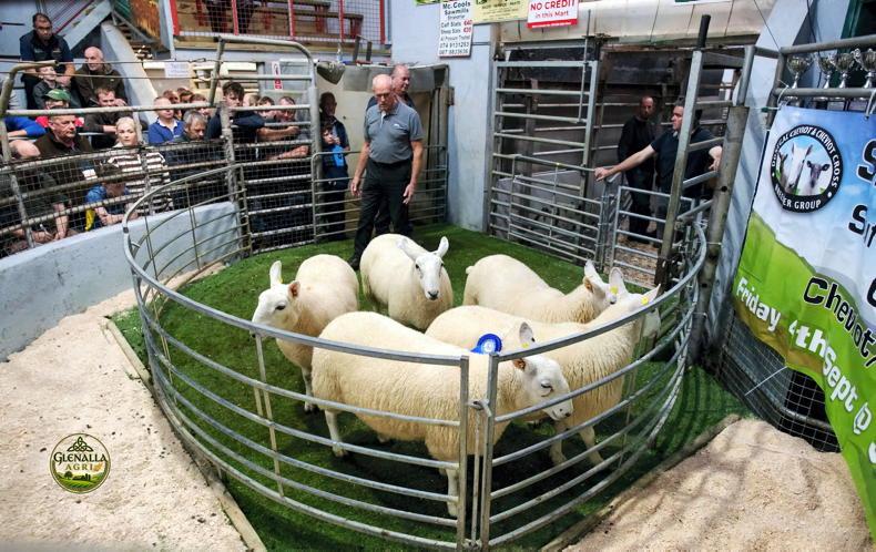 Camera at the Mart: greater bite for Cheviots in Donegal Camera at the Mart: greater bite for Cheviots in Donegal