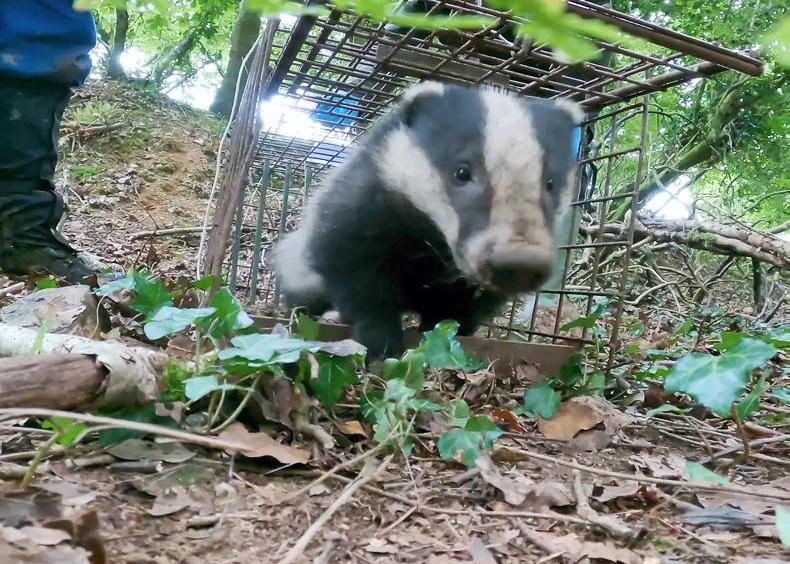 DAERA extends TB wildlife consultation DAERA extends TB wildlife consultation