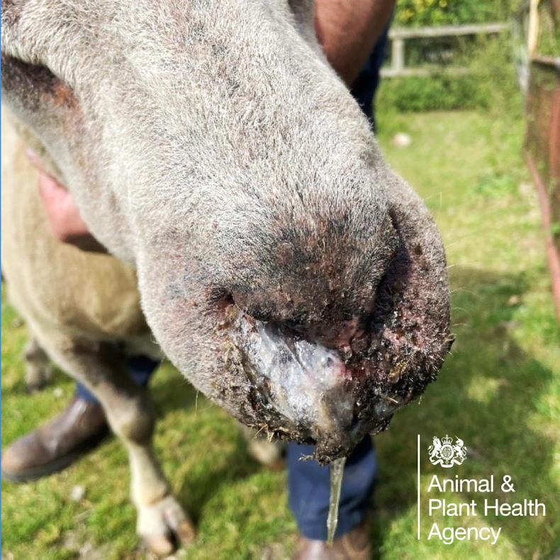 NI remains on high alert for bluetongue cases NI remains on high alert for bluetongue cases