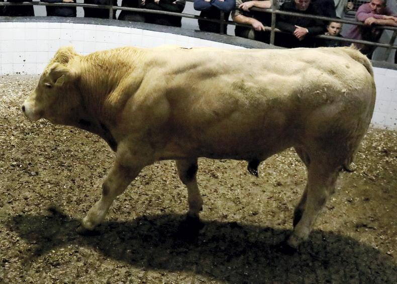 MartBids Database: majority of cattle still going direct to slaughter MartBids Database: majority of cattle still going direct to slaughter