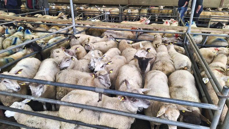 Sheep mart watch: lambs sharper but breeding sheep sluggish Sheep mart watch: lambs sharper but breeding sheep sluggish