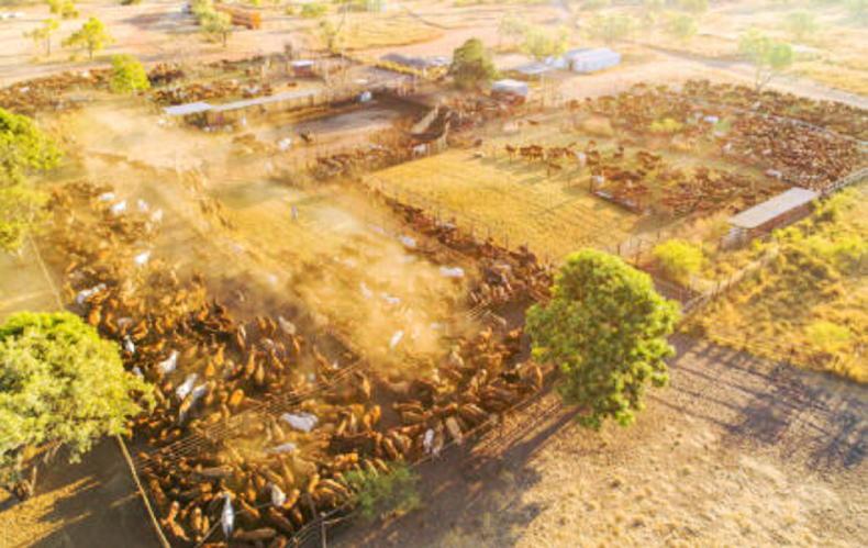 Carbon dreams over for cattle station the size of Kerry Carbon dreams over for cattle station the size of Kerry