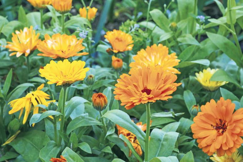 Gardening with Mary: enjoy the golden glow of calendula Gardening with Mary: enjoy the golden glow of calendula