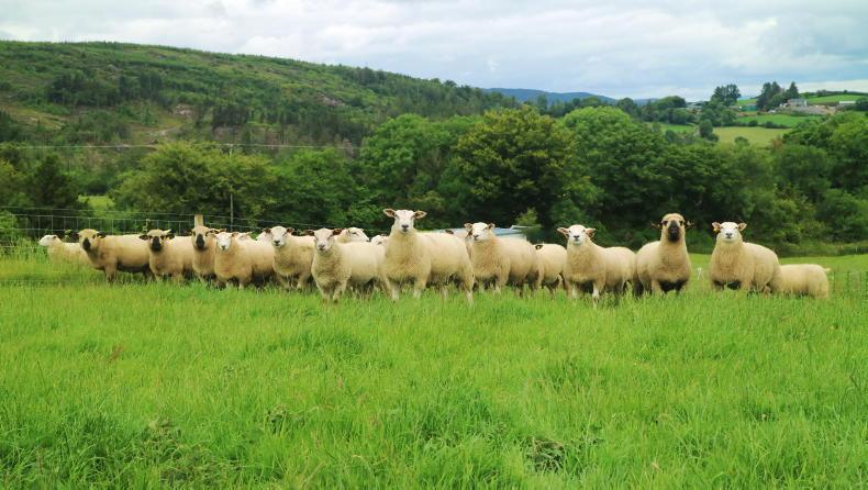 Sheep Management: fertiliser deadline, blowfly protection and diary dates Sheep Management: fertiliser deadline, blowfly protection and diary dates