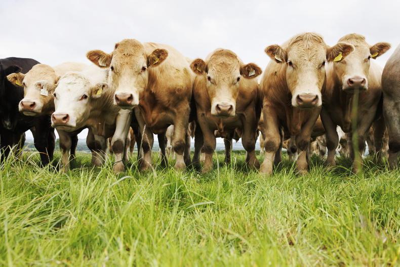 Grass+ Beef: rapid recovery in east for growth and cover Grass+ Beef: rapid recovery in east for growth and cover