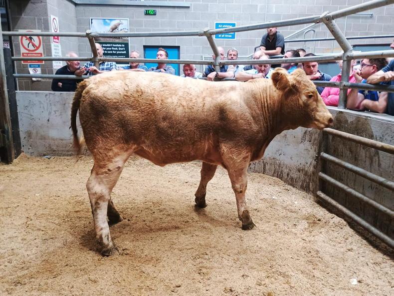 Northern View: NI factories paying more for cattle Northern View: NI factories paying more for cattle