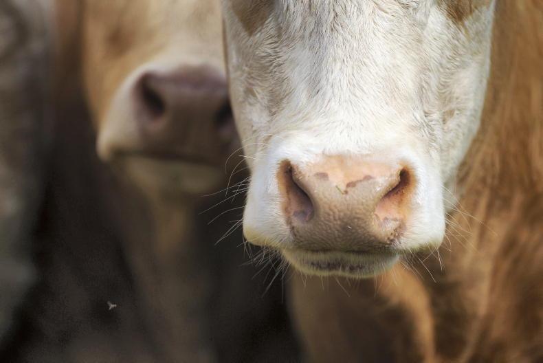Couple convicted over €263,000 in EU subsidies for fake cattle farm Couple convicted over €263,000 in EU subsidies for fake cattle farm