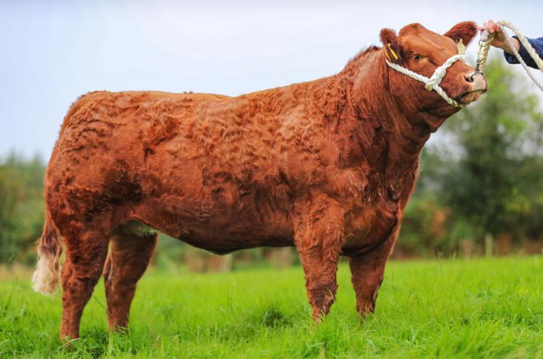 Win a show heifer for free with the Irish Farmers Journal Win a show heifer for free with the Irish Farmers Journal