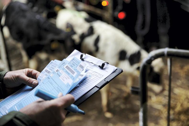 Calf exporters hit back at Dutch over 'politically motivated' threats Calf exporters hit back at Dutch over 'politically motivated' threats