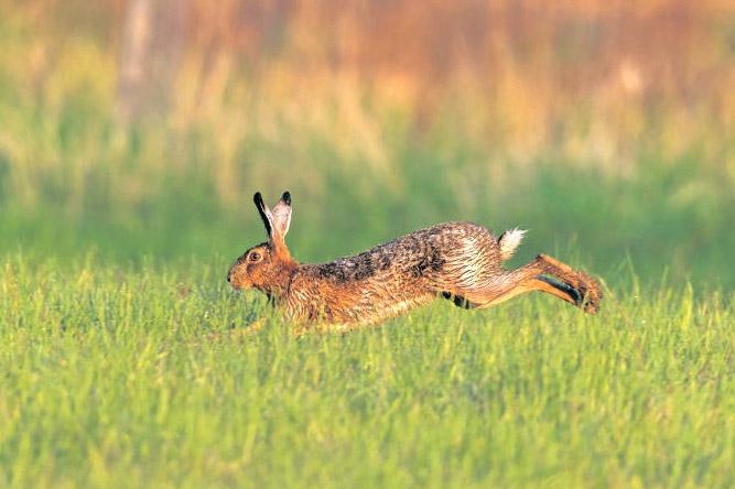 Farmers report intimidation by illegal hunting gangs across rural Ireland Farmers report intimidation by illegal hunting gangs across rural Ireland