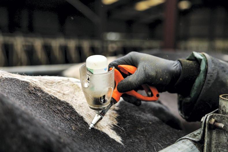 Bluetongue confirmed on Kildare farm after cow shows clinical signs
Bluetongue confirmed on Kildare farm after cow shows clinical signs